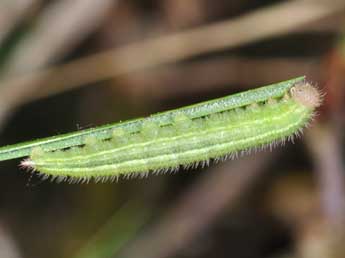  Chenille de Melanargia galathea L. - Philippe Mothiron