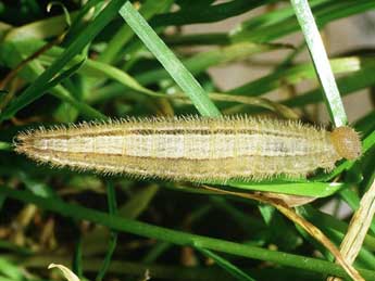  Chenille de Melanargia galathea L. - Philippe Mothiron