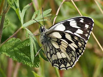 Melanargia galathea L. adulte - Claude de Saint-Etienne