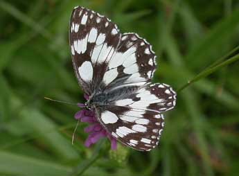 Melanargia galathea L. adulte - ©Philippe Mothiron