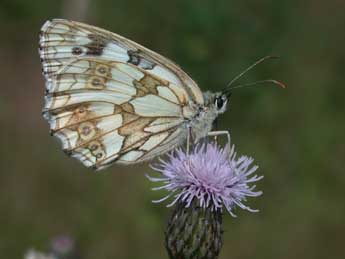 Melanargia galathea L. adulte - Philippe Mothiron