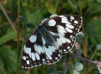 Melanargia galathea L. adulte - ©Philippe Mothiron