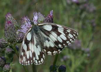 Melanargia galathea L. adulte - Philippe Mothiron