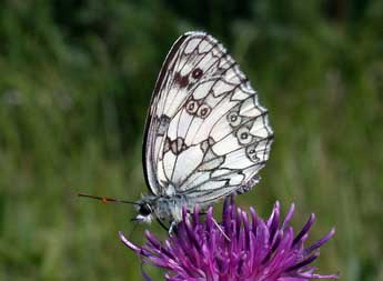 Melanargia galathea L. adulte - ©Philippe Mothiron