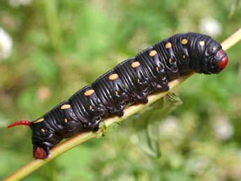  Chenille de Hyles gallii Rott. - ©Serge Wambeke