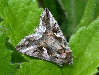 Autographa gamma L. adulte - ©Philippe Mothiron