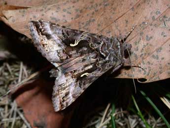 Autographa gamma L. adulte - Philippe Mothiron