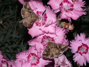 Autographa gamma L. adulte - Philippe Mothiron