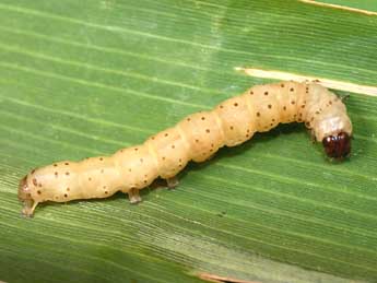  Chenille de Lenisa geminipuncta Hw. - ©Serge Wambeke