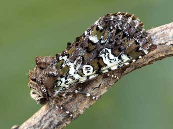 Crypsedra gemmea Tr. adulte - ©Daniel Morel