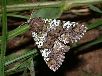 Crypsedra gemmea Tr. adulte - Philippe Mothiron