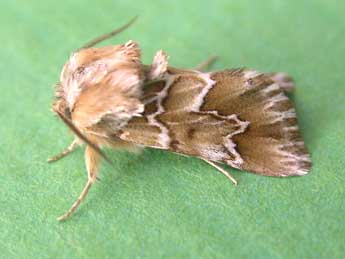 Acronicta serratae Zerny adulte - ©H. J. Smit