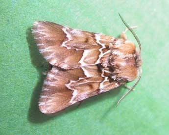 Acronicta serratae Zerny adulte - ©H. J. Smit