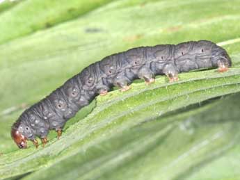  Chenille de Caradrina gilva Donz. - ©Philippe Mothiron