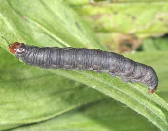  Chenille de Caradrina gilva Donz. - ©Philippe Mothiron