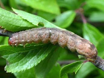  Chenille de Cirrhia gilvago D. & S. - ©Serge Wambeke