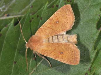 Cirrhia gilvago D. & S. adulte - Philippe Mothiron