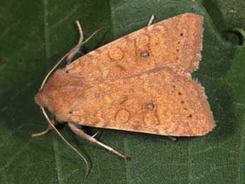 Cirrhia gilvago D. & S. adulte - ©Philippe Mothiron