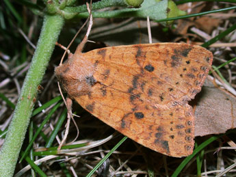 Cirrhia gilvago D. & S. adulte - ©Philippe Mothiron