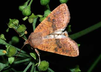 Cirrhia gilvago D. & S. adulte - Philippe Mothiron