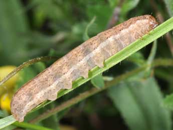  Chenille de Eugnorisma glareosa Esp. - Philippe Mothiron