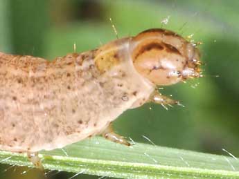  Chenille de Eugnorisma glareosa Esp. - Philippe Mothiron