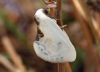 Cilix glaucata Scop. adulte - ©Daniel Morel