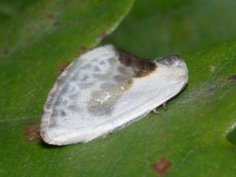 Cilix glaucata Scop. adulte - Philippe Mothiron