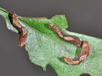  Chenille de Cilix glaucata Scop. - ©Philippe Mothiron