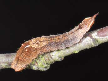  Chenille de Cilix glaucata Scop. - ©Philippe Mothiron