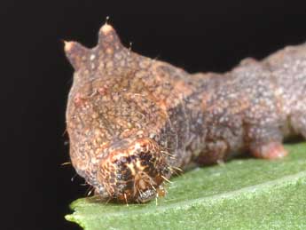  Chenille de Cilix glaucata Scop. - ©Philippe Mothiron