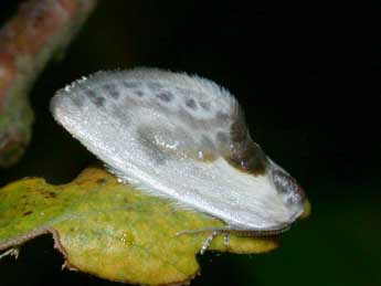 Cilix glaucata Scop. adulte - Philippe Mothiron