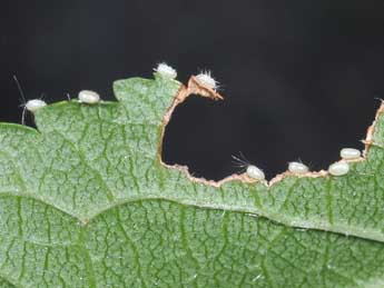  Oeuf de Cilix glaucata Scop. - Philippe Mothiron