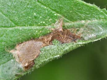  Chrysalide de Cilix glaucata Scop. - Philippe Mothiron