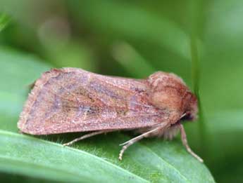 Episema glaucina Esp. adulte - Daniel Morel