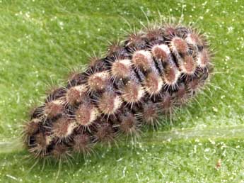  Chenille de Jordanita globulariae Hb. - ©Daniel Morel