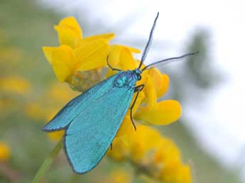 Jordanita globulariae Hb. adulte - ©Philippe Mothiron