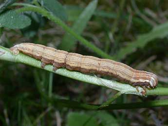  Chenille de Euclidia glyphica L. - ©Philippe Mothiron