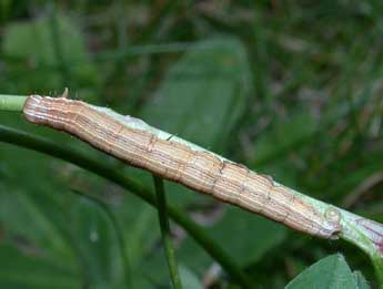  Chenille de Euclidia glyphica L. - ©Philippe Mothiron