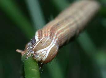  Chenille de Euclidia glyphica L. - ©Philippe Mothiron