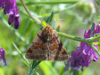 Euclidia glyphica L. adulte - Philippe Mothiron