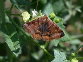 Euclidia glyphica L. adulte - ©Philippe Mothiron