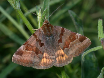 Euclidia glyphica L. adulte - ©Philippe Mothiron