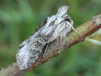 Cucullia gnaphalii Hb. adulte - Daniel Morel