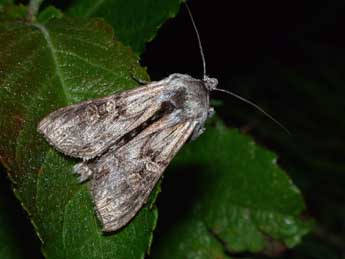 Cucullia gnaphalii Hb. adulte - Philippe Mothiron