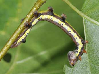  Chenille de Pheosia gnoma F. - ©Philippe Mothiron