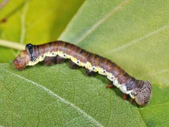  Chenille de Pheosia gnoma F. - Philippe Mothiron