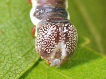  Chenille de Pheosia gnoma F. - Philippe Mothiron