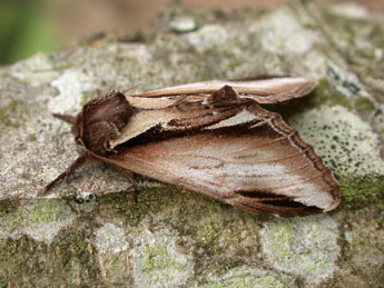 Pheosia gnoma F. adulte - Philippe Mothiron