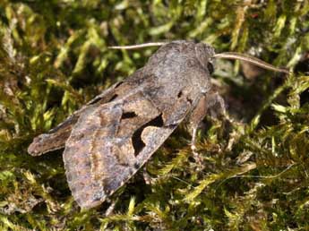 Orthosia gothica L. adulte - ©Philippe Mothiron